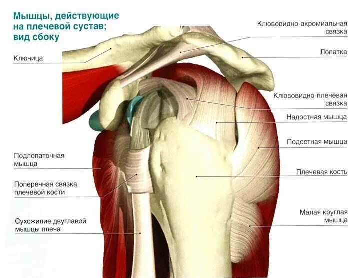 Плечевой сустав строение фото анатомия Плечелопаточный периартрит: симптомы, диагностика, лечение в Москве