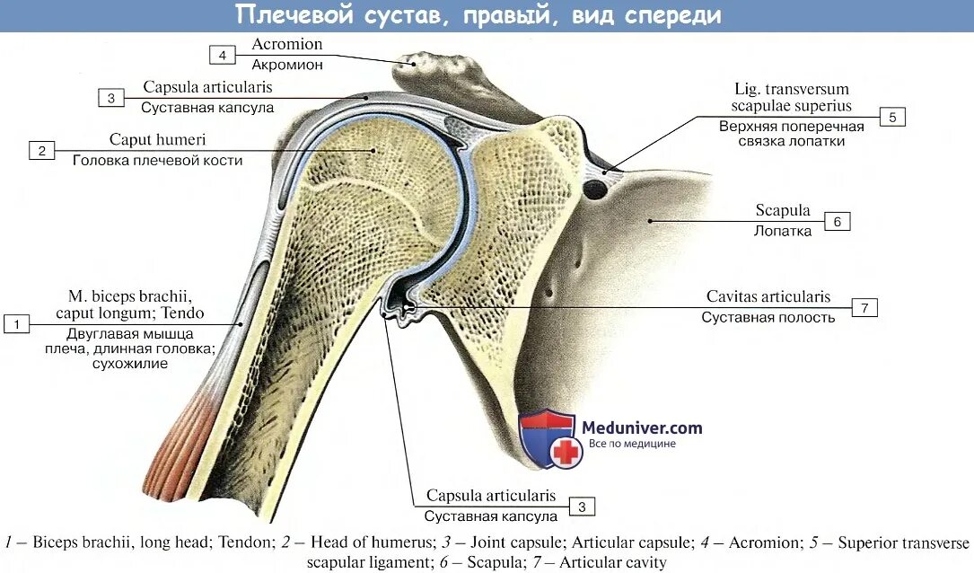 Плечевой сустав строение фото со связками Анатомия : Плечевой сустав.