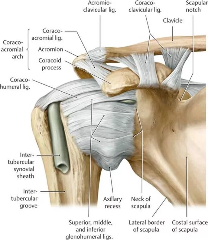 Плечевой сустав строение фото со связками Pin by Simin Türedi on Anatomi in 2020 Upper limb anatomy, Anatomy, Shoulder ana