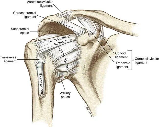 Плечевой сустав строение фото со связками Bildergebnis für coracoacromial ligament Smerte
