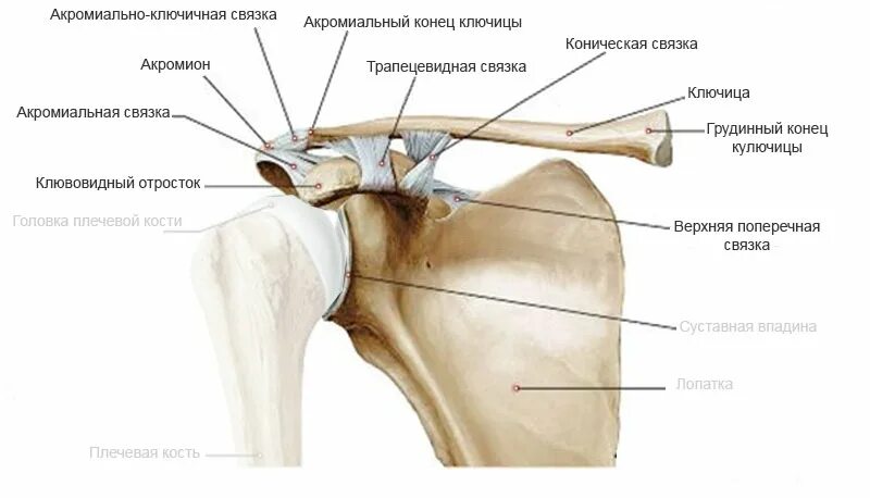 Плечевой сустав строение фото со связками Плечевой сустав: анатомия, строение, функции и кровоснабжение