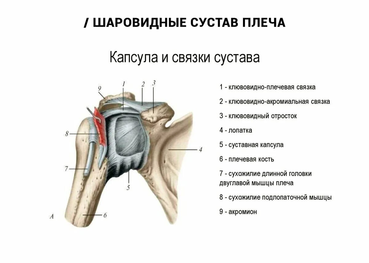 Плечевой сустав строение фото со связками 7 самых-самых костей и суставов Доктор ЕЛАМЕД Дзен