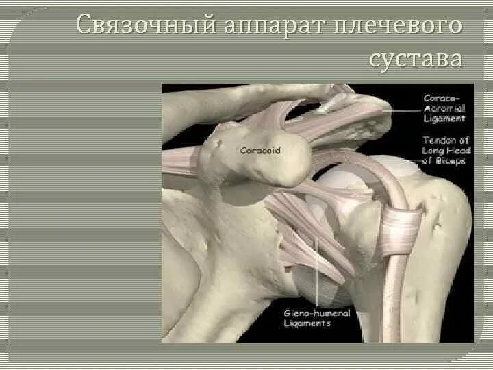 Плечевой сустав строение фото со связками Картинки ЛЕВЫЙ ПЛЕЧЕВОЙ СУСТАВ