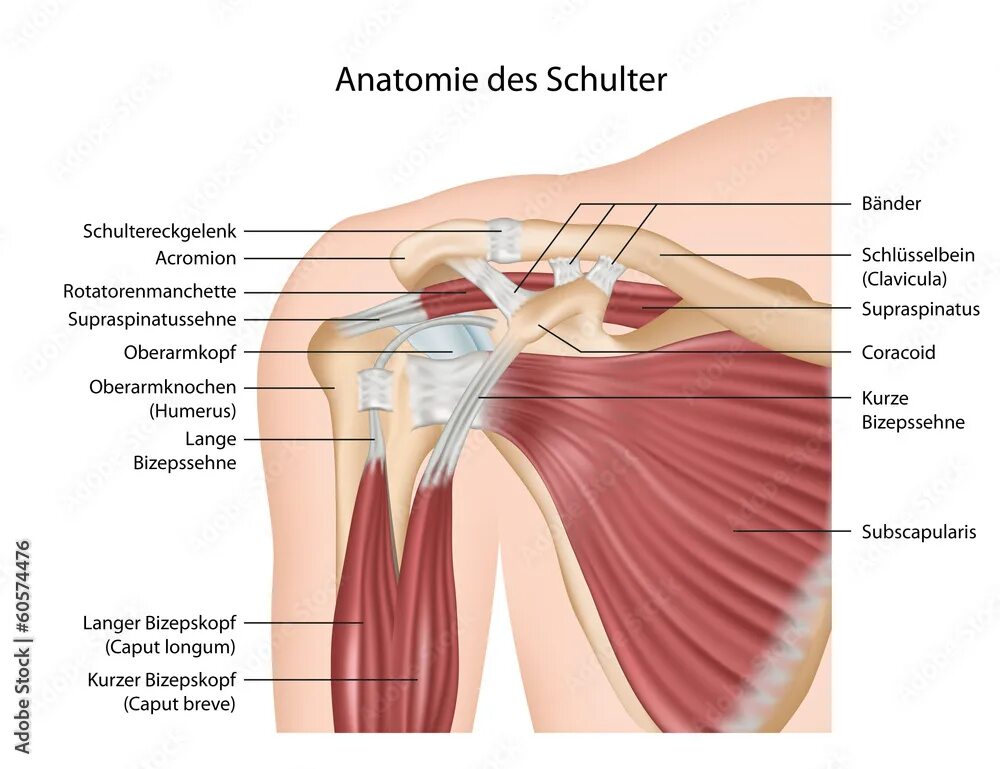 Плечевой сустав строение фото со связками Anatomie der Schulter, Muskeln mit Erklärung deutsch Векторный объект Stock Adob