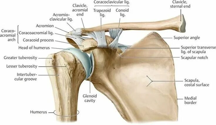 Плечевой сустав строение фото со связками #Muscle #Anatomy #Physiology #Health #Fitness #Training #Muscle #Bone #Shoulder 