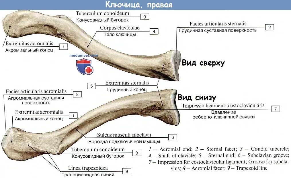 Плечевые кости человека фото с описанием Анатомия: Ключица