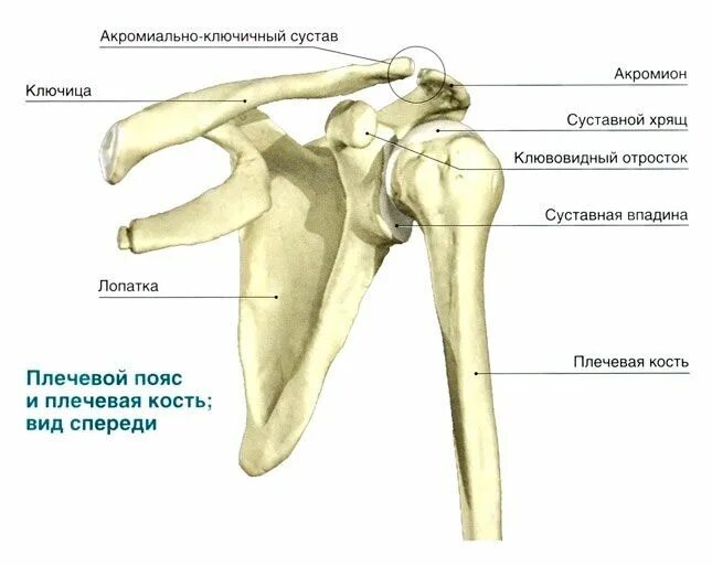Плечевые кости человека фото с описанием Анатомия плечевого сустава Анатомия, Биология, Углубленное изучение биологии