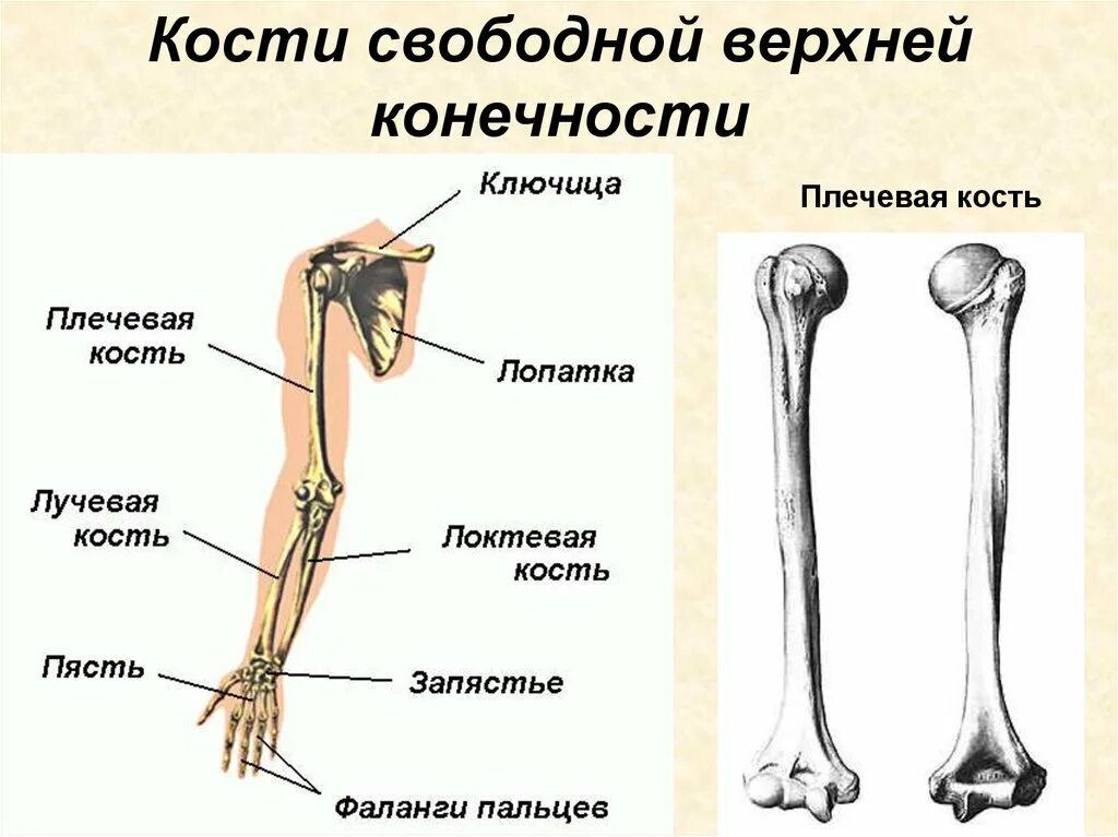 Плечевые кости человека фото с описанием Кость образующая верхнюю конечность: найдено 69 изображений