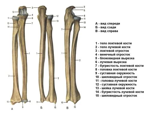 Плечевые кости человека фото с описанием Перелом лучевой кости: лечение, срок срастания лучевой кости, реабилитация после