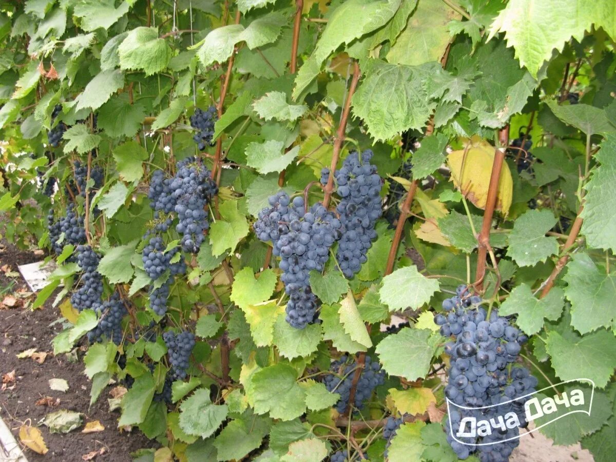 Плечистик сорт винограда фото Виноград Казачка - описание сорта, фото, саженцы, посадка, особенности ухода. Да