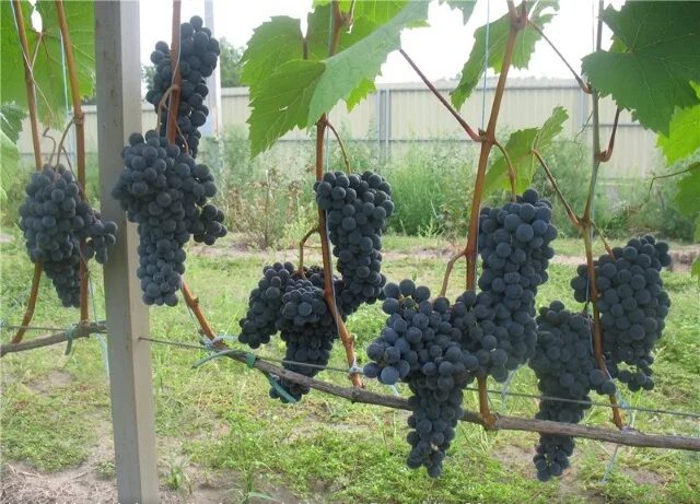 Плечистик сорт винограда фото Плечистик сорт винограда: найдено 88 изображений