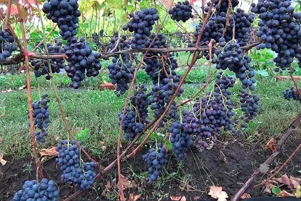 Плечистик сорт винограда фото Виноград Северный: описание сорта, фото, виды и отзывы
