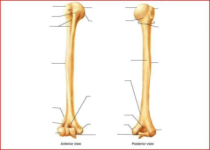 Плечо кость фото Humerus (Pt 1) Diagram Quizlet