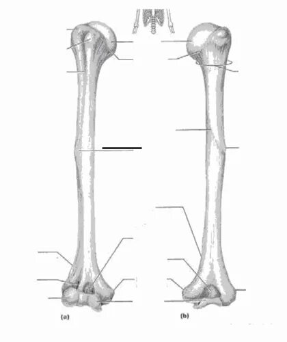 Плечо кость фото humerus, scapula, and clavicle Flashcards Quizlet