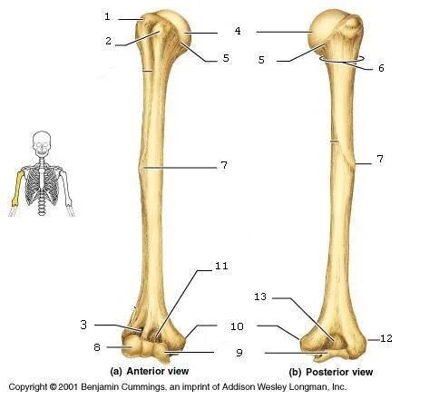 Плечо кость фото Bone Landmarks 2 Diagram Quizlet