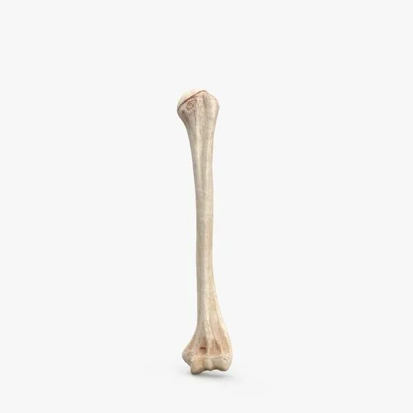 Плечо кость фото Thighbone 3D Models download - Free3D