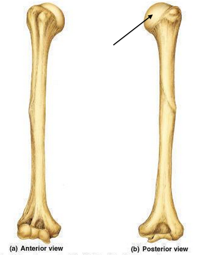 Плечо кость фото 10.3 Anterior/Posterior View of Humerus Diagram Quizlet