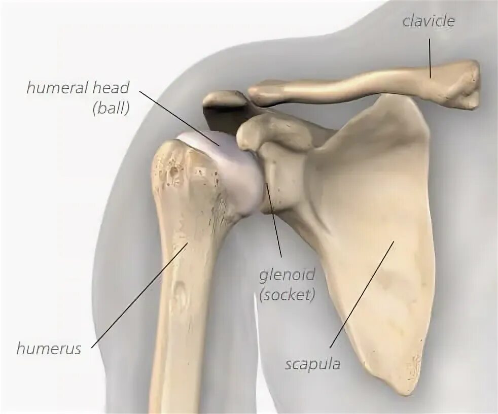Плечо кость фото Deformities and Limitation of Movements of the Shoulder Girdle, the shoulder gir