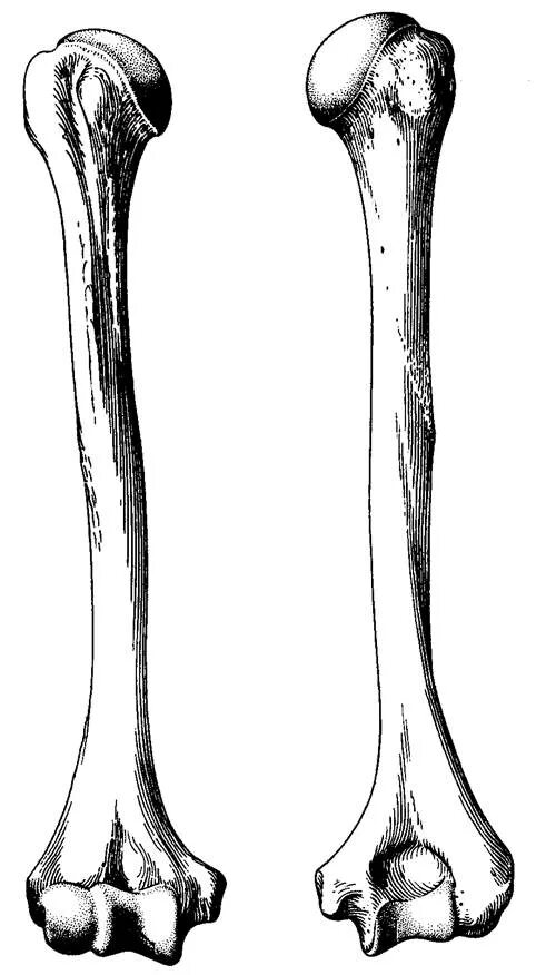 Плечо кость фото Плечевая кость - humerus - Студопедия