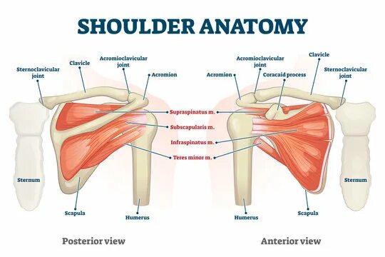 Плечо строение фото Scapula Anatomy Зображення - огляд 19,216 Стокові фото, векторні зображення й ві