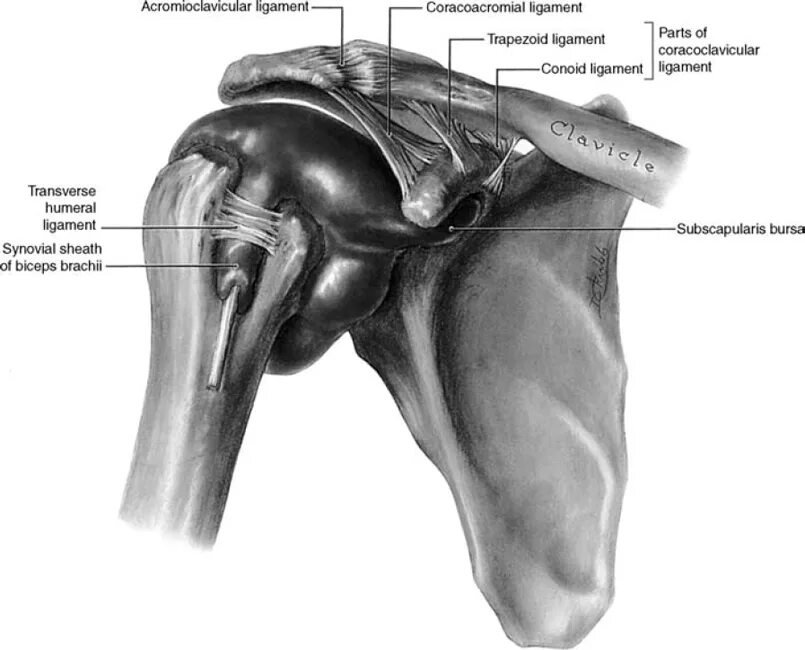 Плечо строение фото Rehabilitation of Acromioclavicular Joint Injuries Musculoskeletal Key
