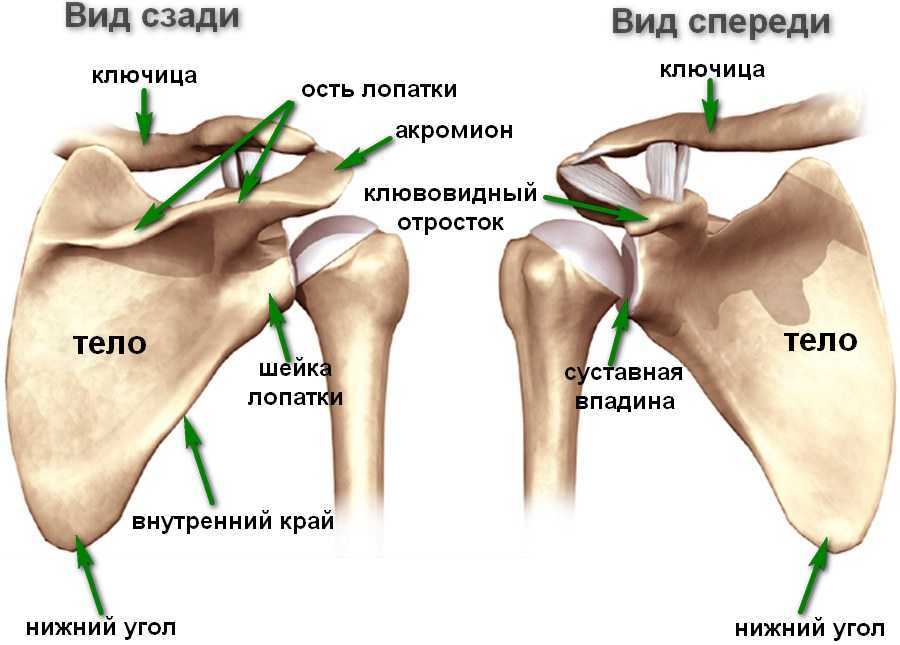 Плечо строение фото Плечевая кость - анатомия плечевого сустава, строение блока и места соединения