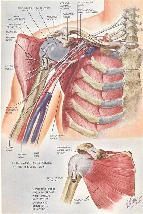 Плечо строение фото Vascular Anatomy of the Shoulder