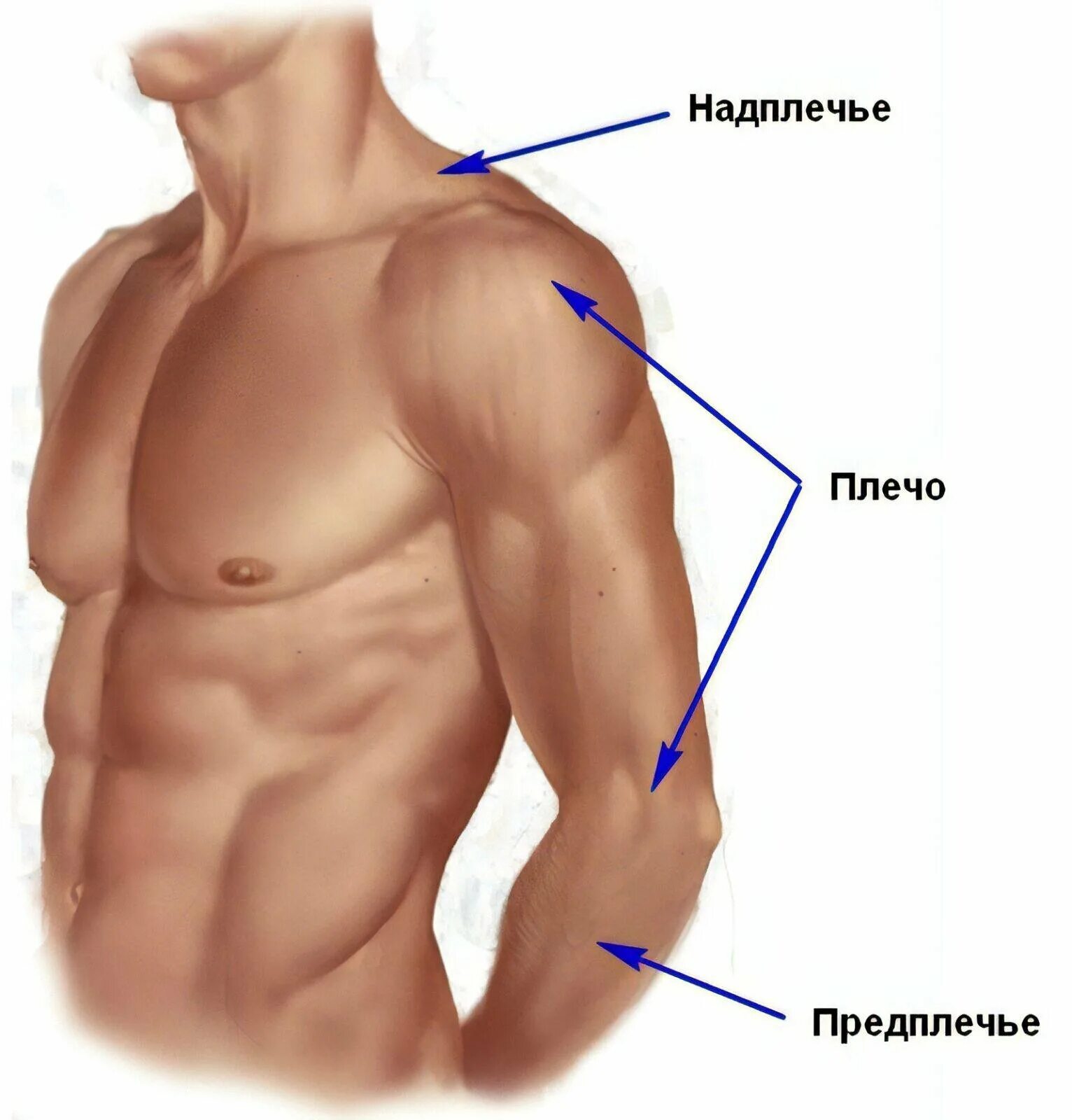 Плечо строение фото Надплечье это