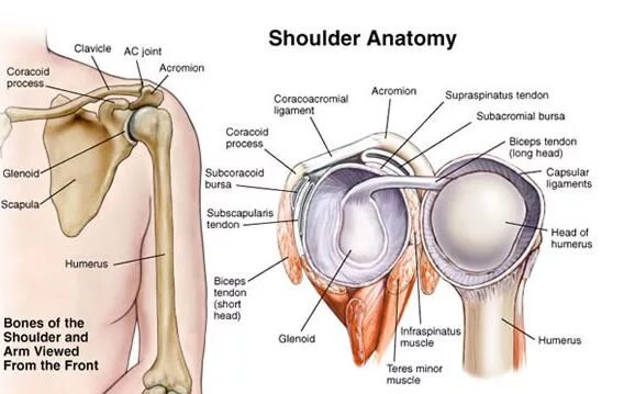 Плечо строение фото Shoulder Clicking? Top Tips From A Licensed PT Sidekick Blog Shoulder anatomy, A