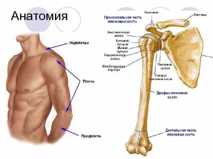 Плечо строение фото Большая кость плеча: найдено 89 изображений