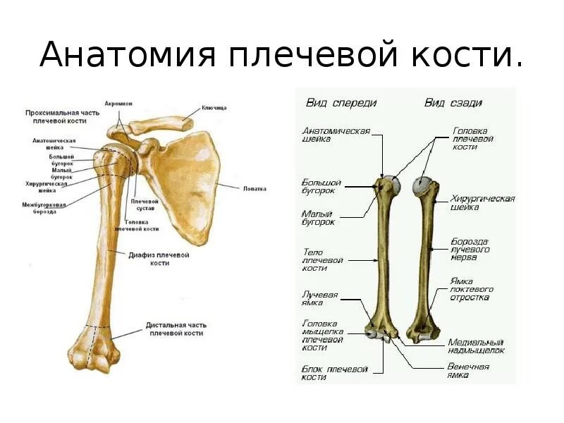 Плечо строение фото Перелом плечевой кости