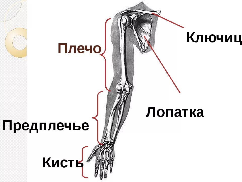 Плечо строение фото Нижнее предплечье руки
