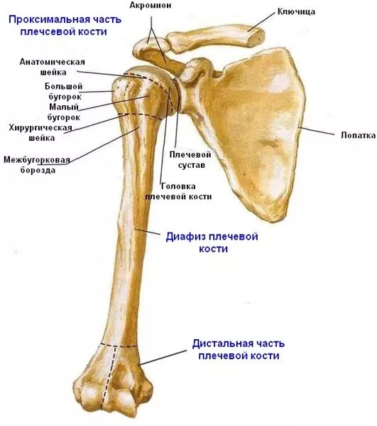 Плечо строение фото Переломы плечевой кости - Клиника 29