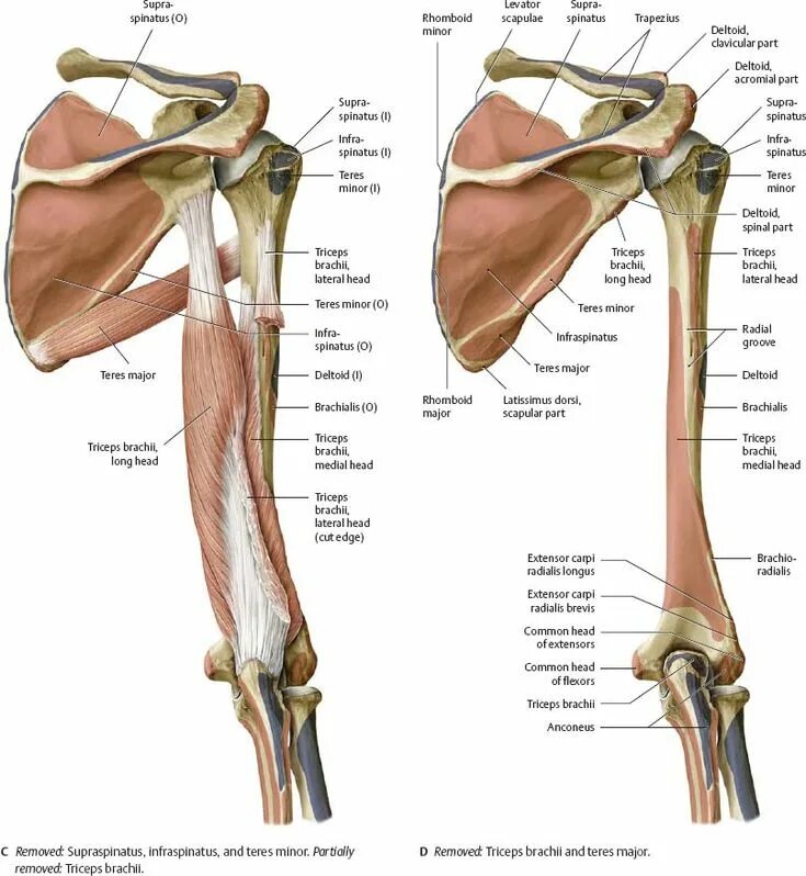 Плечо строение фото Пин на доске Anatomy - diagrams