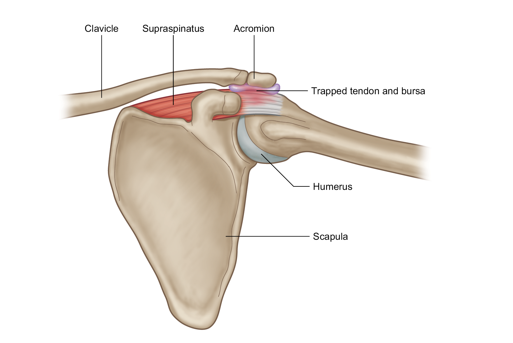 Плечо строение фото Introductory BargainLevator Scapula Tension: Why You Should Minimize Repetitive 