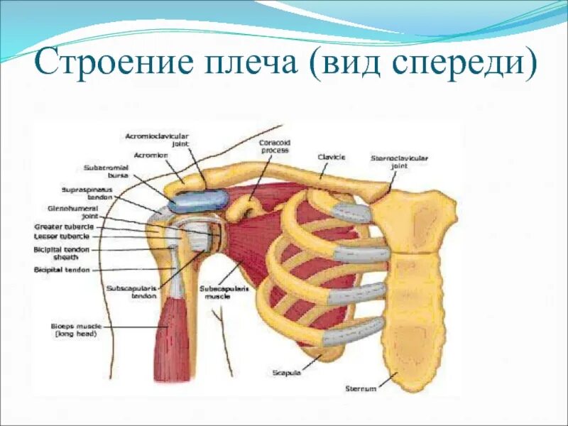 Плечо строение фото Картинки СТРОЕНИЕ ВЕРХНЕГО ПЛЕЧЕВОГО