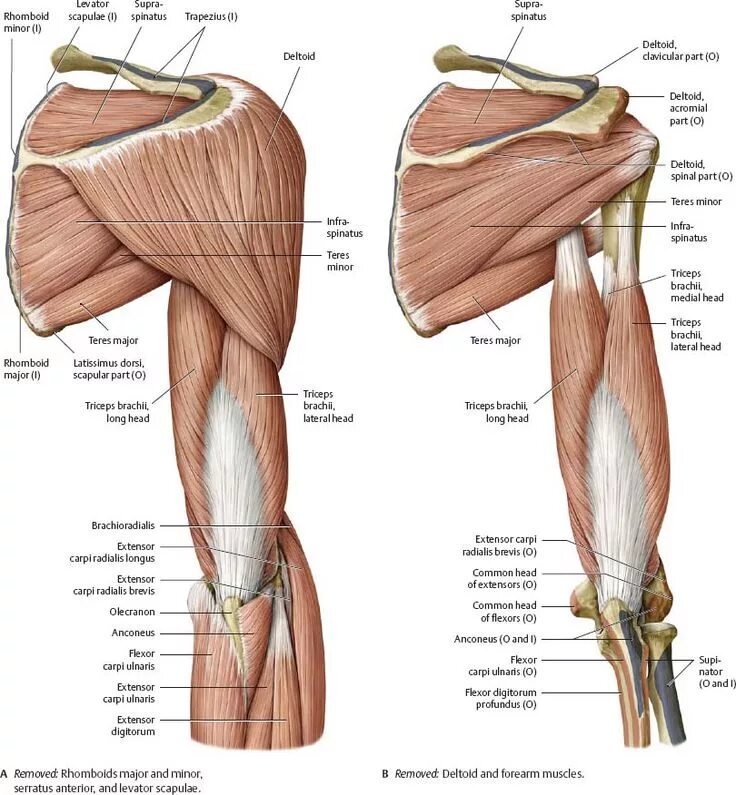 Плечо строение фото Pin em Anatomy - diagrams