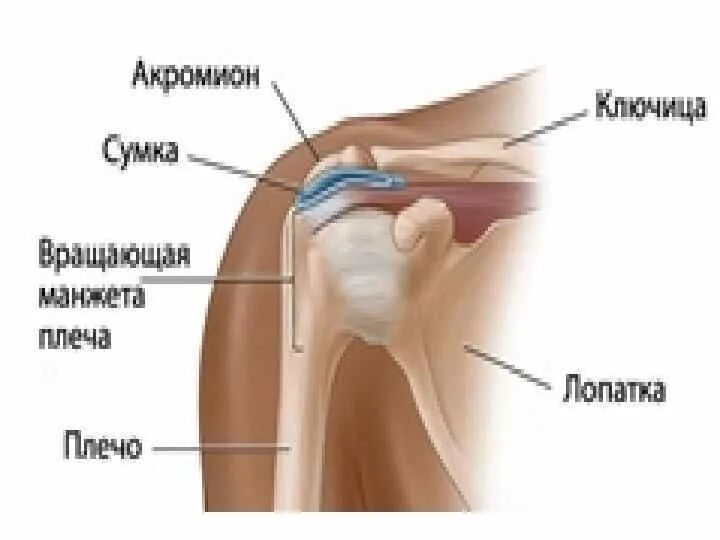 Плечо строение фото Анатомия и физиология верхних конечностей Строение плечевого