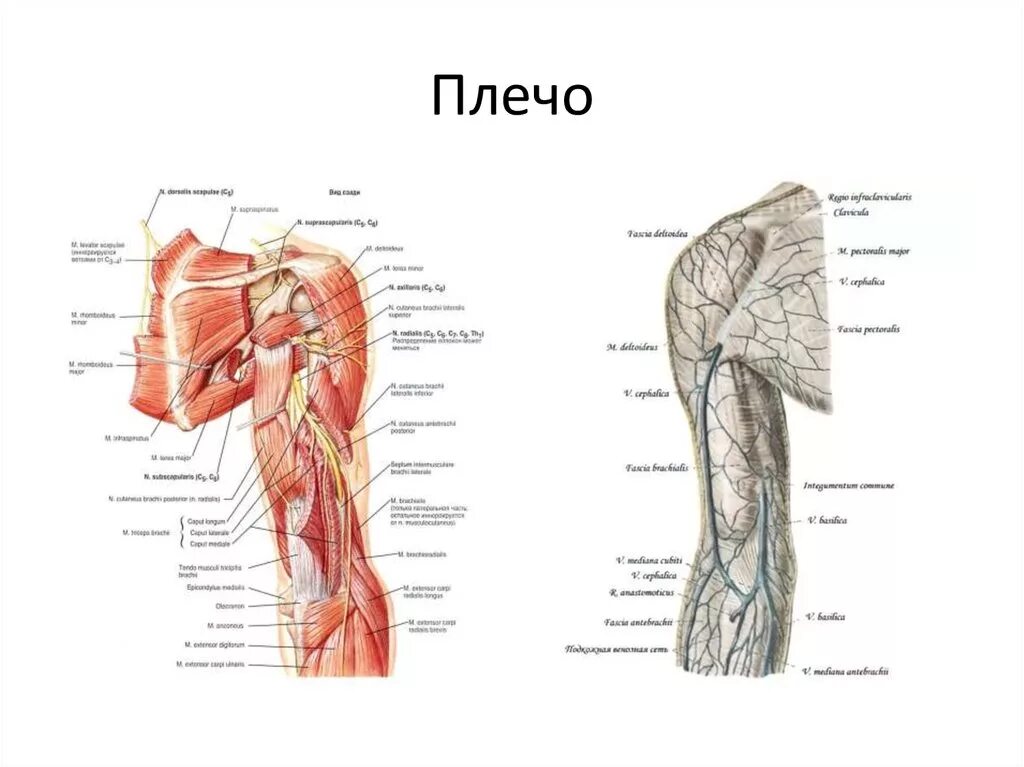 Плечо строение фото Картинки СТРОЕНИЕ ВЕРХНЕГО ПЛЕЧЕВОГО