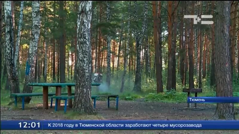 Плехановский бор тюмень фото Сегодня утром дезинфекторы избавили от клещей зону отдыха Плехановский бор. В Тю