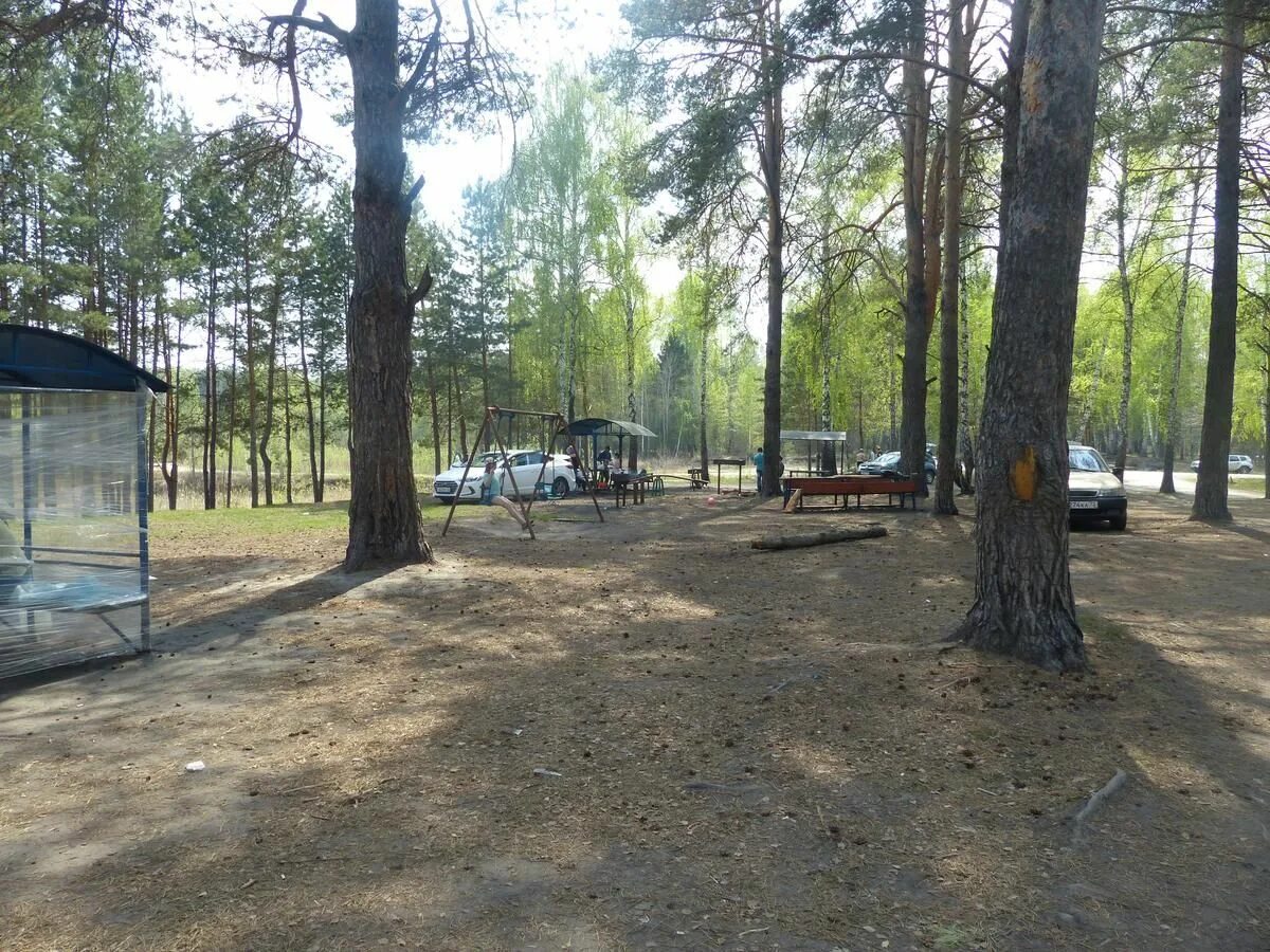 Плехановский бор тюмень фото Где пожарить шашлыки: рейтинг самых популярных мангальных зон в Тюмени