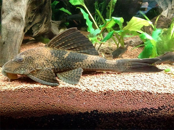 Плекостомус рыбка аквариумная фото L037