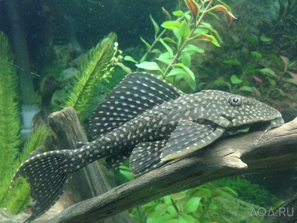 Плекостомус рыбка аквариумная фото Плекостомус - сом-прилипала, ходящий на плавниках - ДискусПраймЗоо