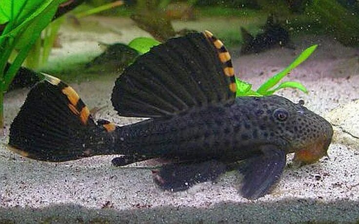 Плекостомус рыбка аквариумная фото Exotic Three Beacon Plecostomus