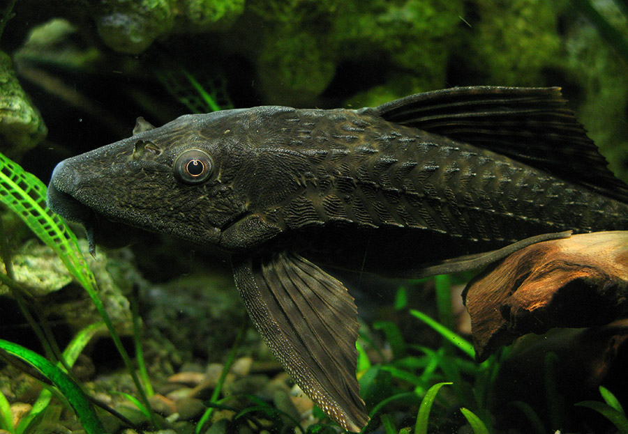 Плекостомус рыбка аквариумная фото Плекостомус - купить от 550 рублей. Cомы в интернет магазине "Телескоп Аквариум"