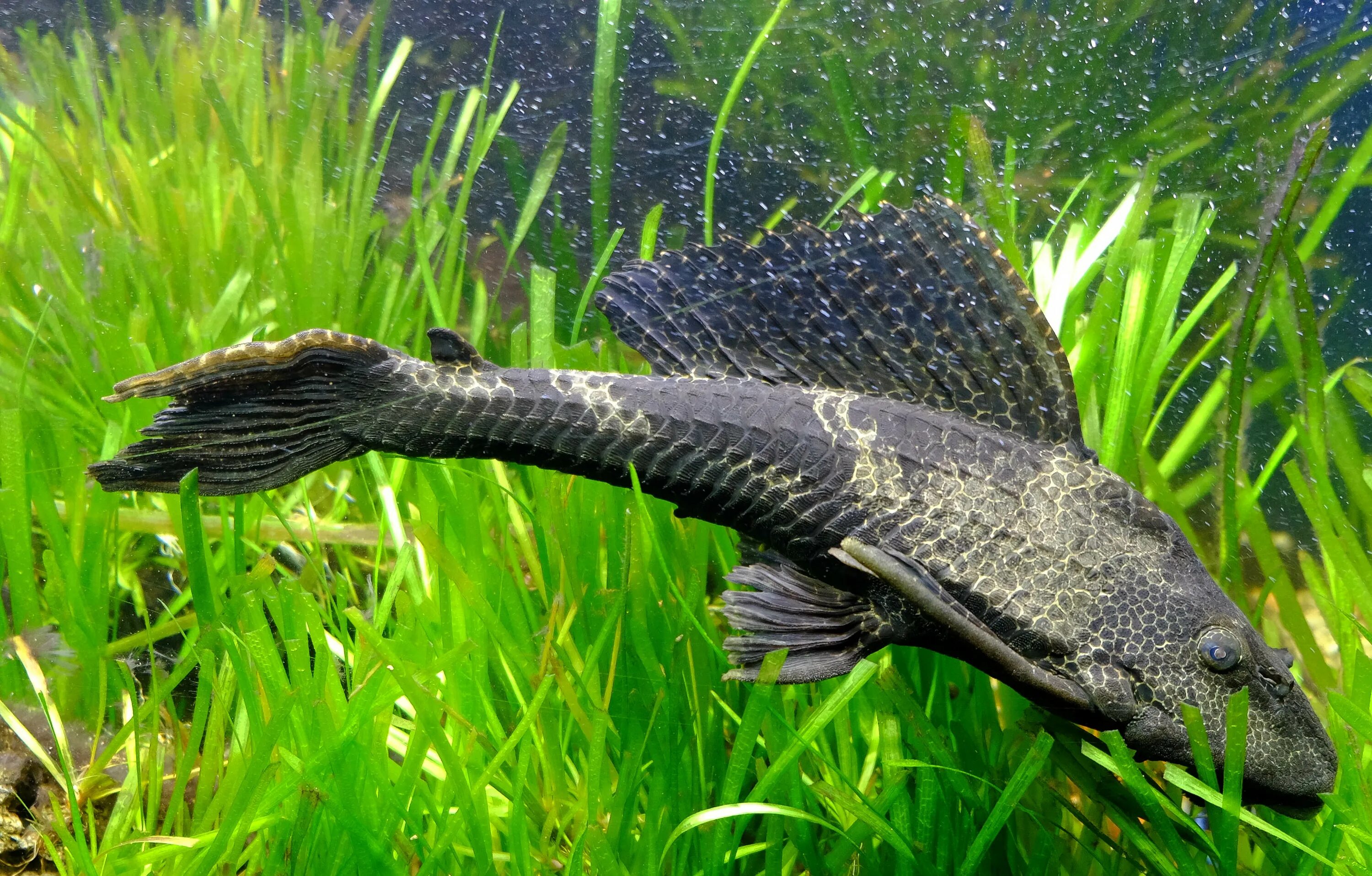 Плекостомус рыбка аквариумная фото Plik:05012016-DSCF0141.jpg - Wikipedia, wolna encyklopedia