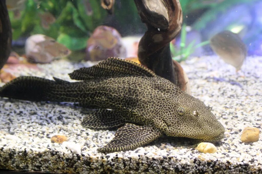 Плекостомус рыбка аквариумная фото Plecostomus Catfish - ZooChat