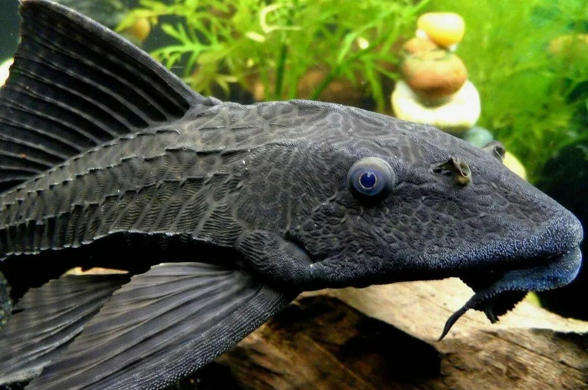 Плекостомус рыбка аквариумная фото ПЛЕКОСТОМУС - Hypostomus plecostomus 5см