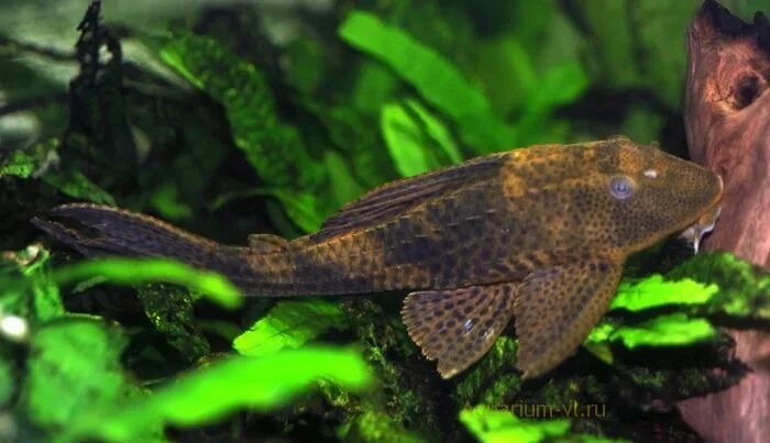 Плекостомус рыбка аквариумная фото Сом плекостомус обыкновенный Аквариум по размерам