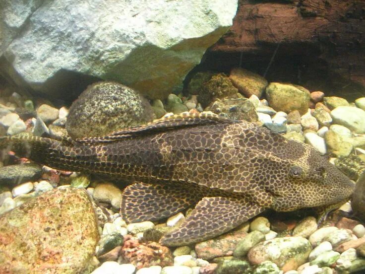 Плекостомус рыбка аквариумная фото Виды и Совместимость Аквариумных Рыбок + 165 ФОТО Lizard, Freshwater fish, Fish